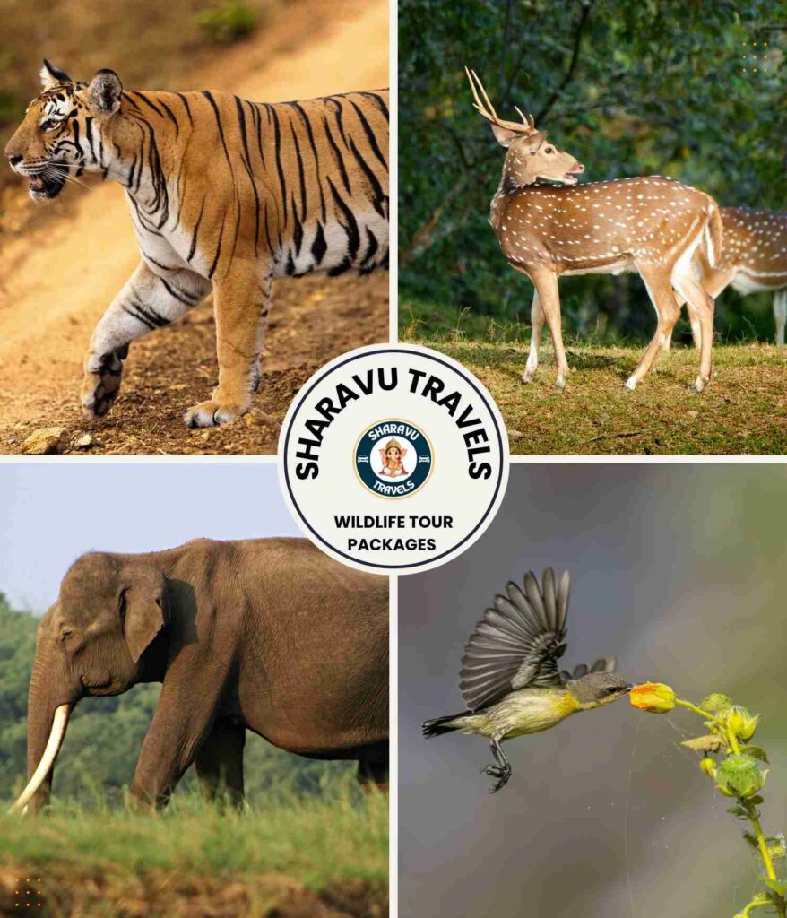Wildlife Tour Packages by Sharavu Travels